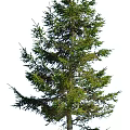 Tall Evergreen Coniferous Tree With Lush Green Branches And Foliage