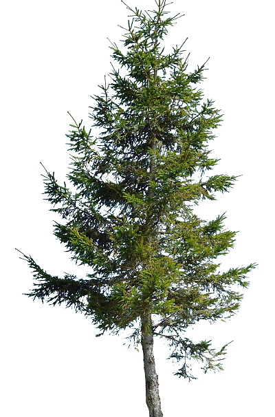 Tall Evergreen Coniferous Tree With Lush Green Branches And Foliage 3d model