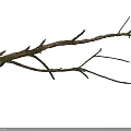 Detailed Dry Wood Branch With Green Moss Texture On Black Background