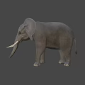 Gray Elephant Model With White Ivory Tusks Standing On Black Background