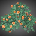Vibrant Plant Featuring Lush Green Leaves and Bright Orange Flowers