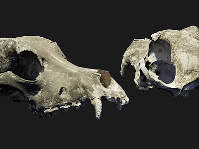 Medical Device Animal Skull Replica Model For Educational Teaching And Training 3d model