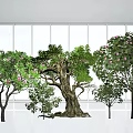 Garden Landscape Design With Various Trees Old Tree And Pink Flowers By White Windows