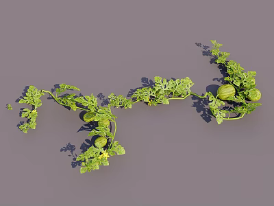 Fresh Green Melon Fruits Growing On Vine With Lush Leaves 3d model