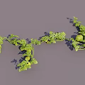 Fresh Green Melon Fruits Growing On Vine With Lush Leaves
