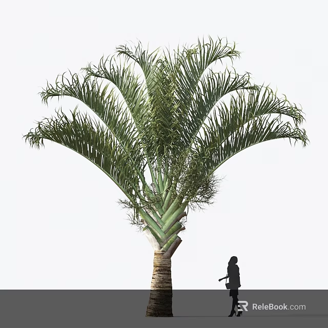 Tall Palm Tree With Feathery Fronds Thick Trunk And Human Figure For Outdoor Size Comparison 3d model 