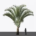 Tall Palm Tree With Feathery Fronds Thick Trunk And Human Figure For Outdoor Size Comparison
