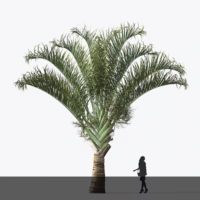 Tall Palm Tree With Feathery Fronds Thick Trunk And Human Figure For Outdoor Size Comparison 3d model