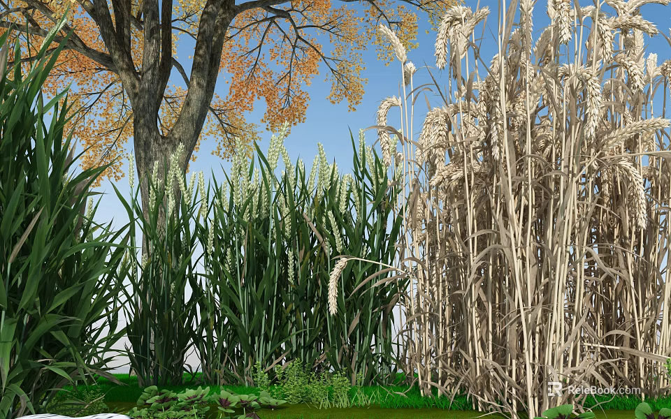 Natural Outdoor Scene With Tall Tree Autumn Leaves Green Grasses Wheat Ears And Blue Sky 3d model 