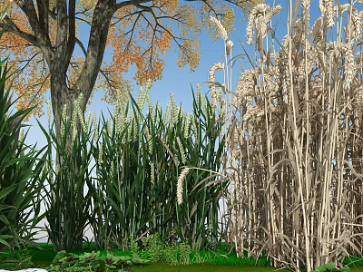 Natural Outdoor Scene With Tall Tree Autumn Leaves Green Grasses Wheat Ears And Blue Sky 3d model