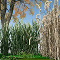 Natural Outdoor Scene With Tall Tree Autumn Leaves Green Grasses Wheat Ears And Blue Sky
