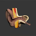 Detailed 3D Medical Model of Human Ear Organ With Hair Follicle Structures Shown