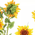 Potted Sunflower Plants In Various Ceramic Vases For Home Decoration