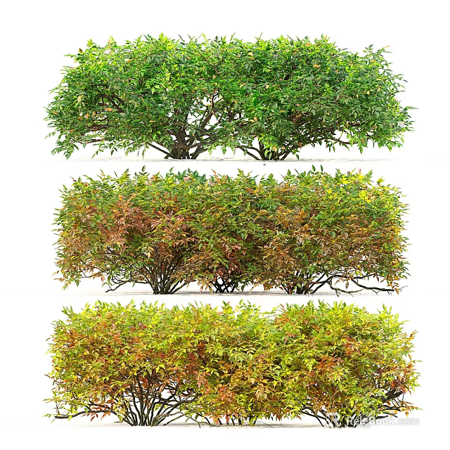 Different Types of Ornamental Shrubs Featuring Green and Colored Foliage in Various Shapes 3d model 