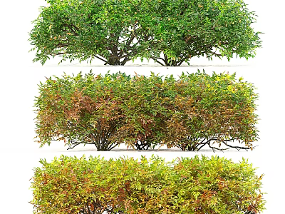 Different Types of Ornamental Shrubs Featuring Green and Colored Foliage in Various Shapes 3d model