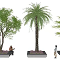 Different Types of Arbor Trees in Outdoor Planters with People Nearby Urban Landscaping