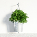 Modern Hanging Basket Indoor Plants 3d model