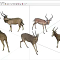 Group of Antelopes in Various Poses and Colors on White Background