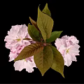 Beautiful Pink Cherry Blossom Flower Cluster With Fresh Leaves And Black Background