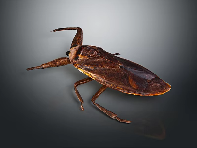 Brown Winged Insect With Long Legs And Detailed Body On Dark Background 3d model