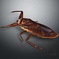 Brown Winged Insect With Long Legs And Detailed Body On Dark Background