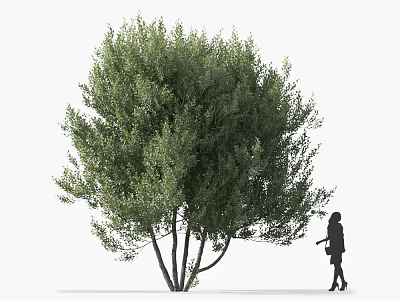 Lush Green Arbor With Dense Foliage And Person Standing Nearby In Outdoor Setting 3d model