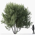 Pine Tree Pine Cedar Tree Syrian Pine Roadside Tree Street Tree Community Greening Green Planting Landscape Tree Park Tree Landscaping Ornamental Tree Deep Mountain Old 3d model