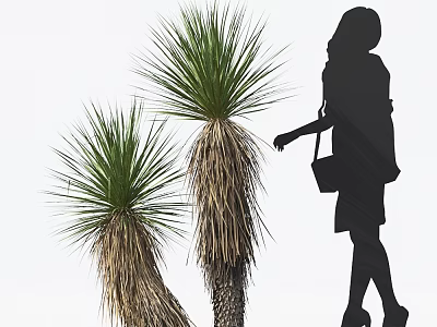 Tall Decorative Green Spiky Leaf Plants With Female Silhouette Approaching On White Background 3d model