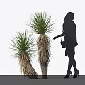 Tall Decorative Green Spiky Leaf Plants With Female Silhouette Approaching On White Background