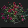 Lush Pink Rose Bush With Fresh Green Leaves And Vibrant Blooms