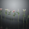 Beautiful Pink And White Flowers With Green Stems And Leaves On Black Reflective Background