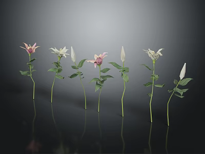 Beautiful Pink And White Flowers With Green Stems And Leaves On Black Reflective Background 3d model