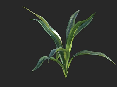 Green Potted Foliage Plant With Long Vibrant Leaves For Indoor Decoration 3d model