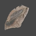 Natural Ancient Fossil Leaf Preserved in Stone with Detailed Vein Structure