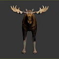 Realistic Moose With Large Antlers And Brown White Coat Standing On Dark Background