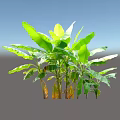 Lush Arborescent Banana Tree With Large Green Leaves And Sturdy Trunk