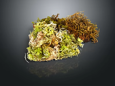 Natural Preserved Moss in Various Green Brown and Yellow Textures for Decor 3d model