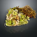 Natural Preserved Moss in Various Green Brown and Yellow Textures for Decor