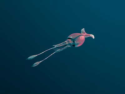 Red Squid Gracefully Swimming in Deep Blue Water With Long Tentacles 3d model