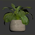 Lush Indoor Plant with Green and White Striped Leaves in Light Ceramic Pot for Home Decor
