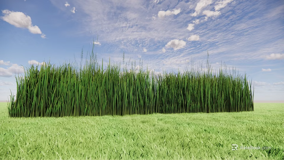 Vibrant Green Crops Growing Tall On Lush Grassland Under Blue Sky With White Clouds 3d model 