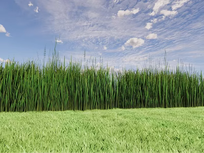 Vibrant Green Crops Growing Tall On Lush Grassland Under Blue Sky With White Clouds 3d model