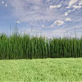 Vibrant Green Crops Growing Tall On Lush Grassland Under Blue Sky With White Clouds