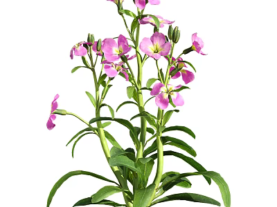 Vibrant Pink Flowers With Lush Green Leaves And Healthy Stems In Bloom 3d model