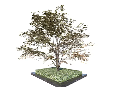 Arbor Tree With Lush Green Foliage And Sturdy Trunk On Square Grass Base 3d model