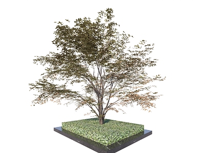 Landscape Arbor Tree model