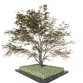 Landscape Arbor Tree 3d model