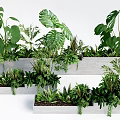 Potted Bonsai and Mixed Green Plants with Monstera Ferns Succulents in Concrete Planters