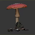 Red Mushroom Pink Cap With White Spots Light Stem Surrounded By Dead Leaves Soil