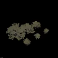 Different Tree Varieties with Various Foliage Isolated on Black Background for Design Projects 3d model